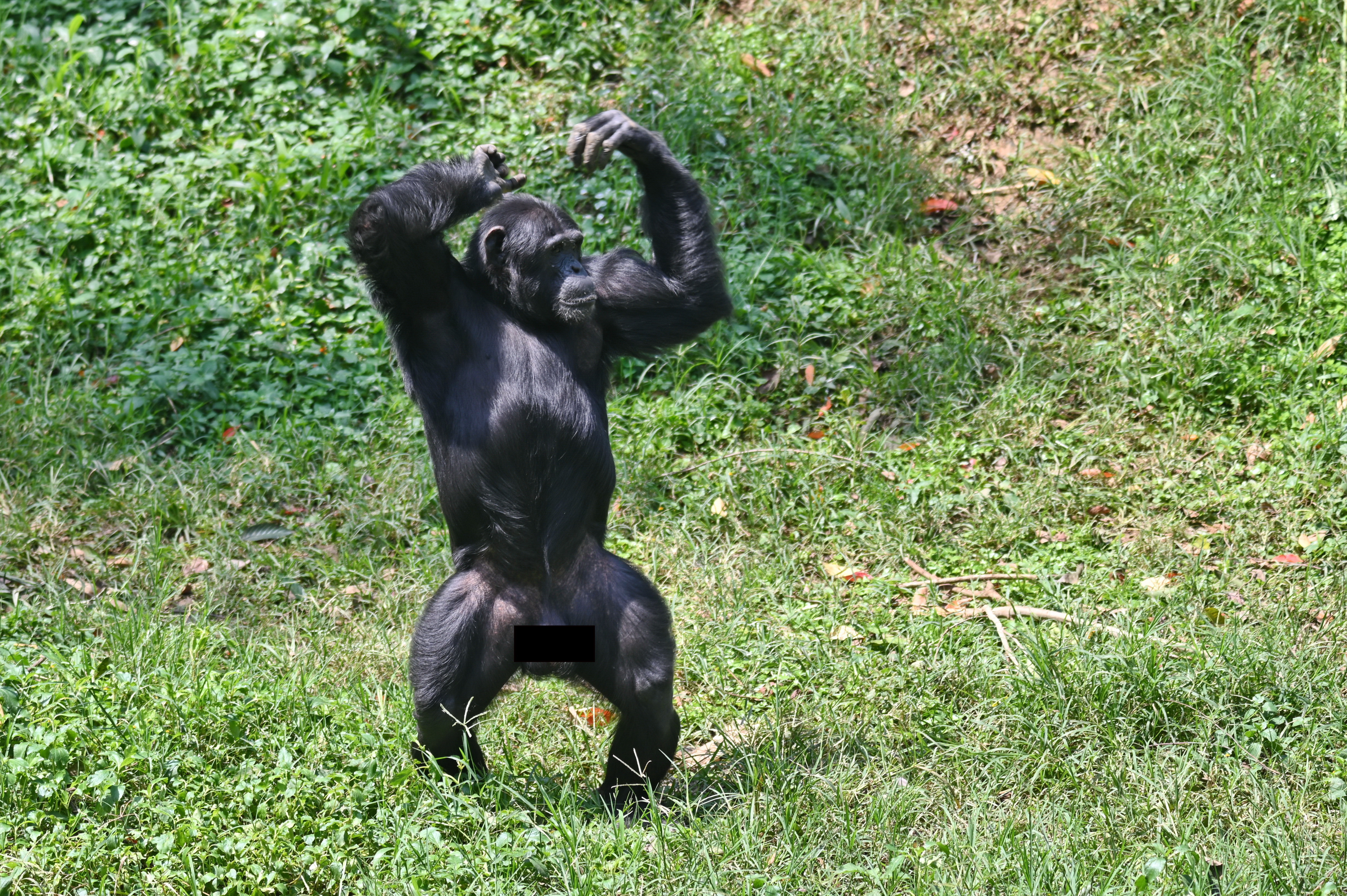 Chimpanzee