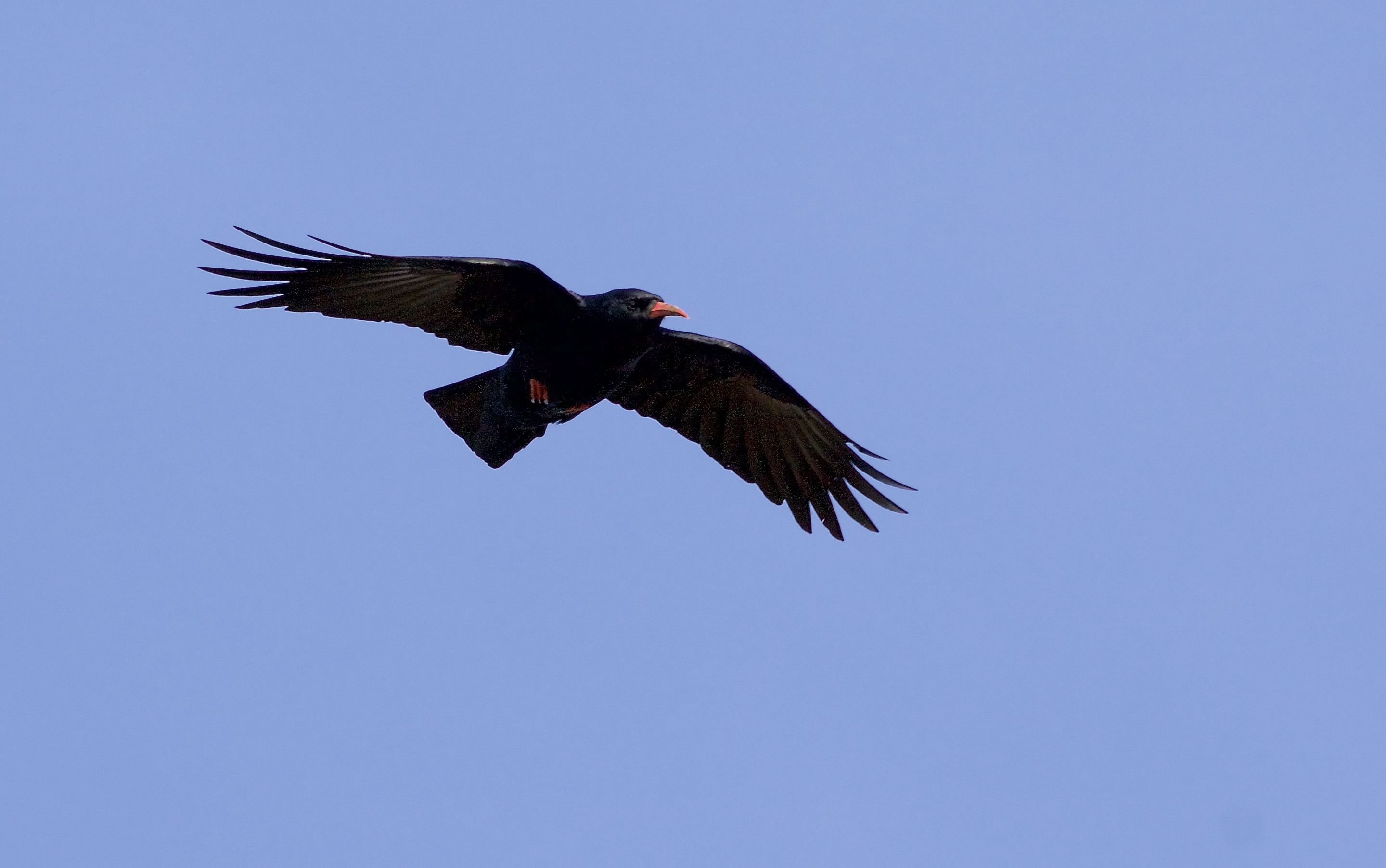 chough