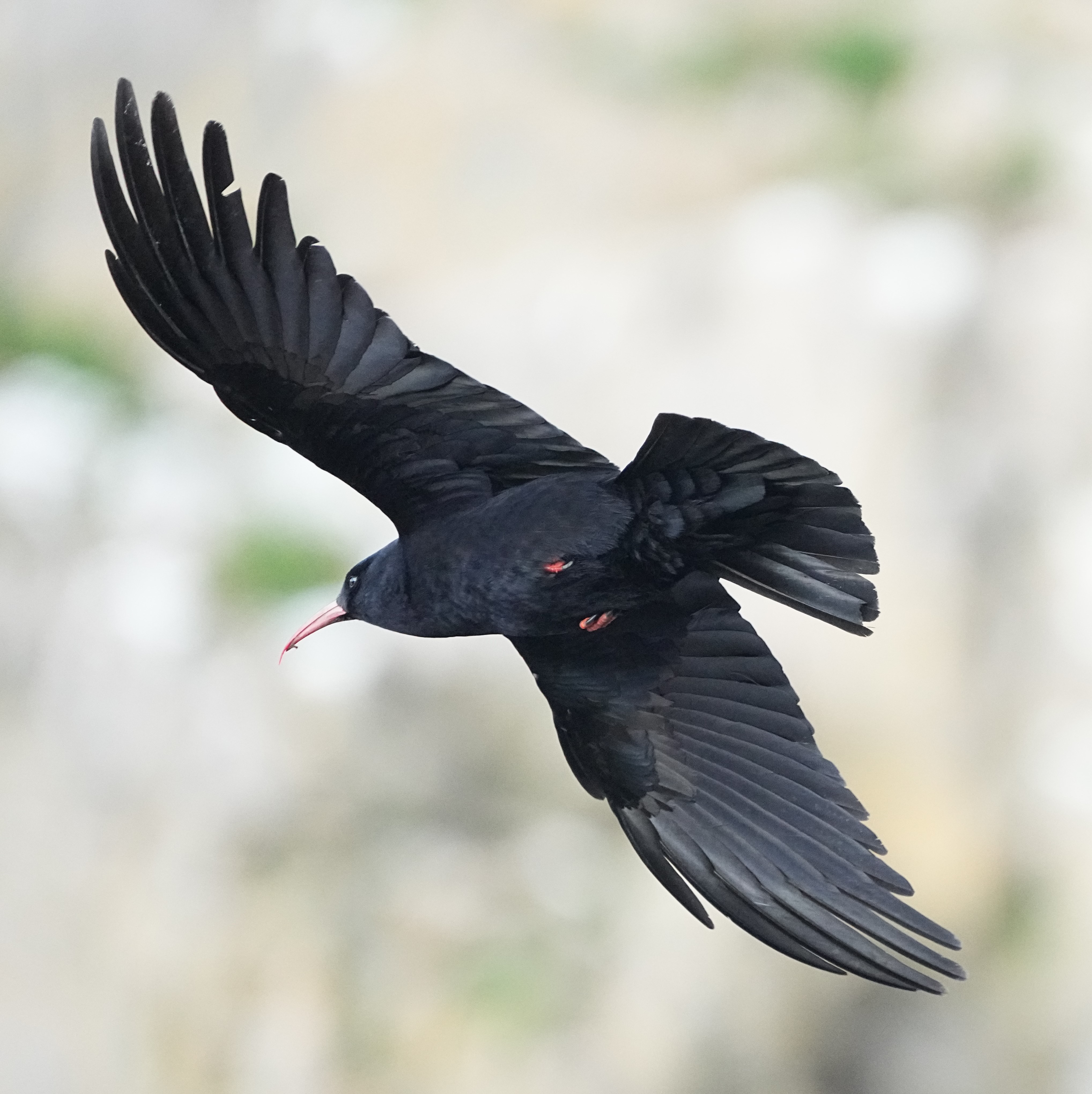 Chough