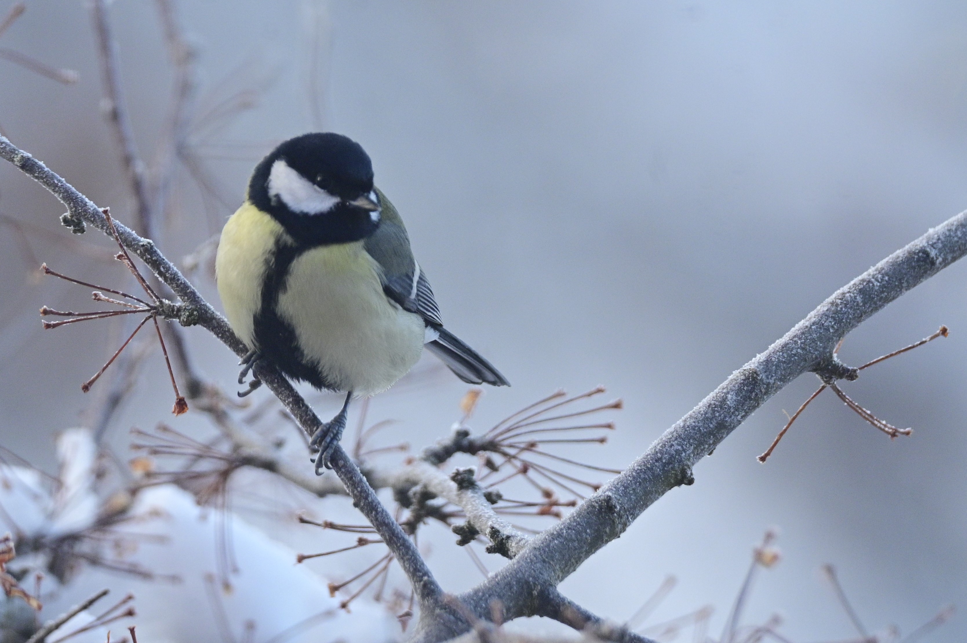 Christmas birds - Great Tit