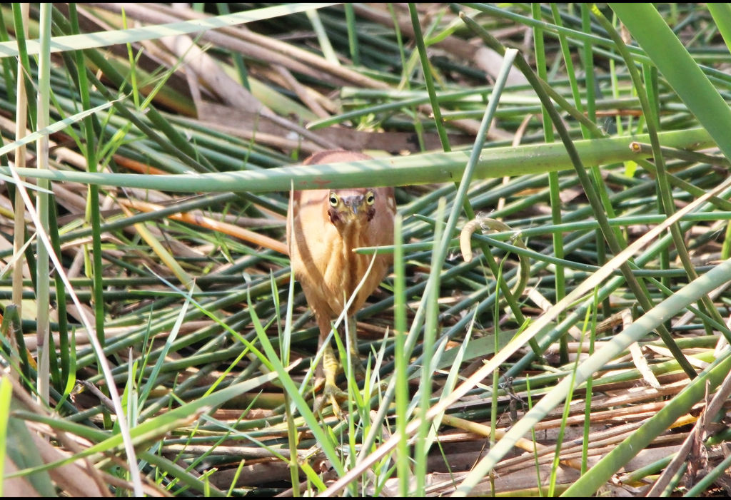 Cinnamon Bittern