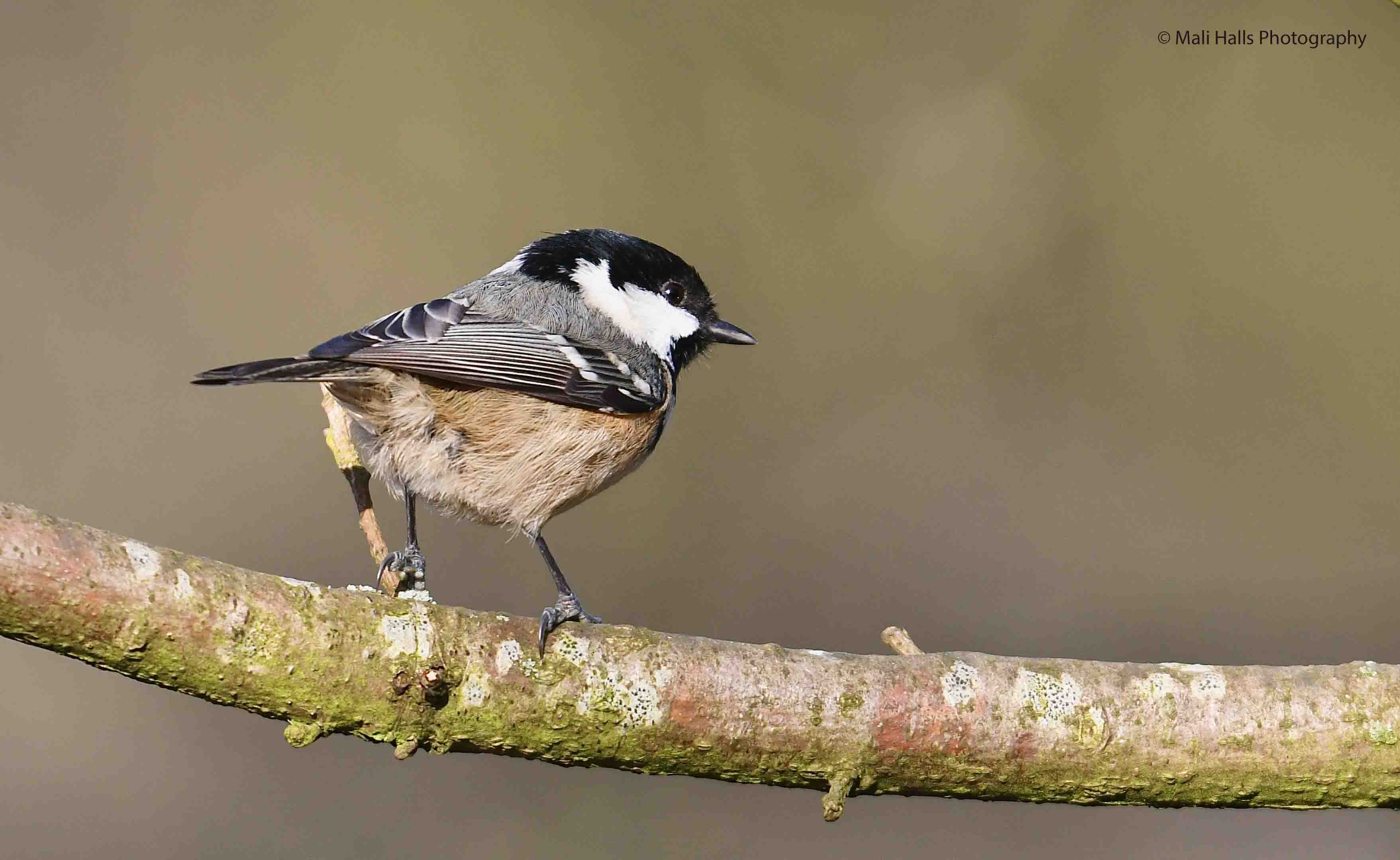 Coal Tit 1260.jpg