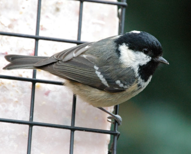 Coal Tit