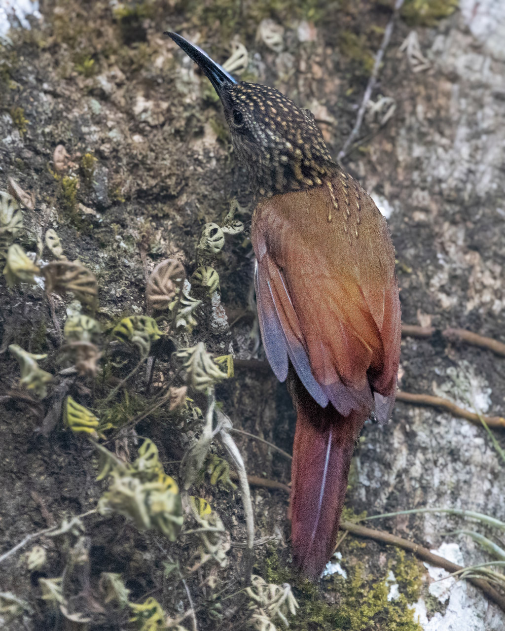 Cocoa Woodcreeper