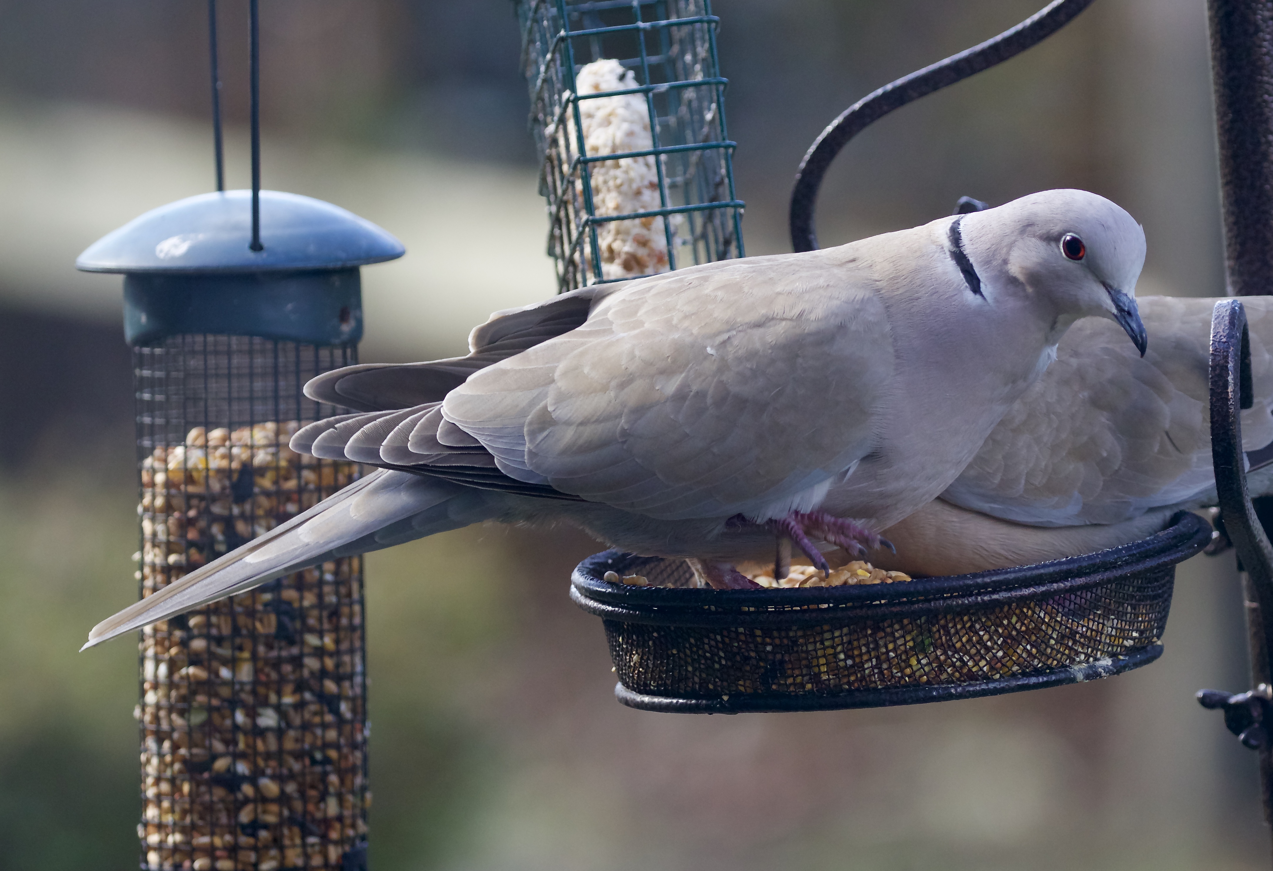 collared dove