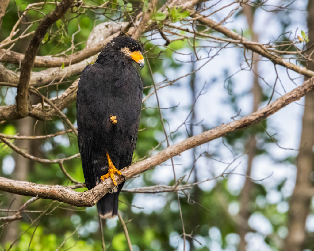 Common Black Hawk