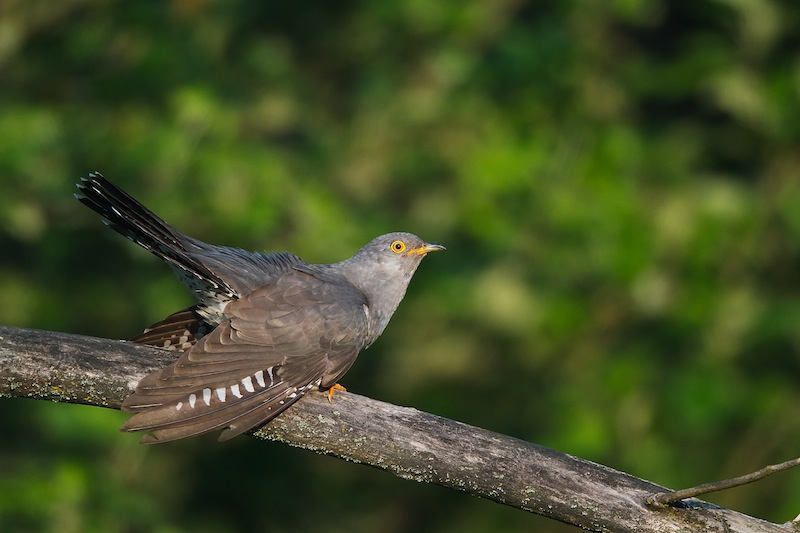 Common Cuckoo