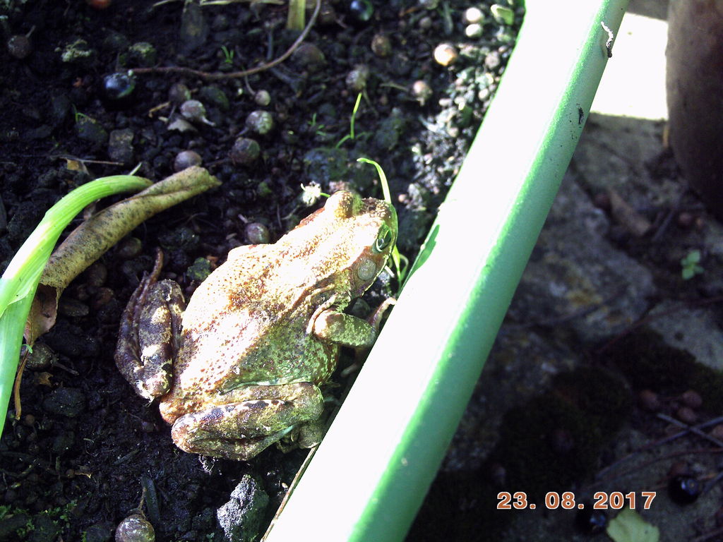 Common Frog.