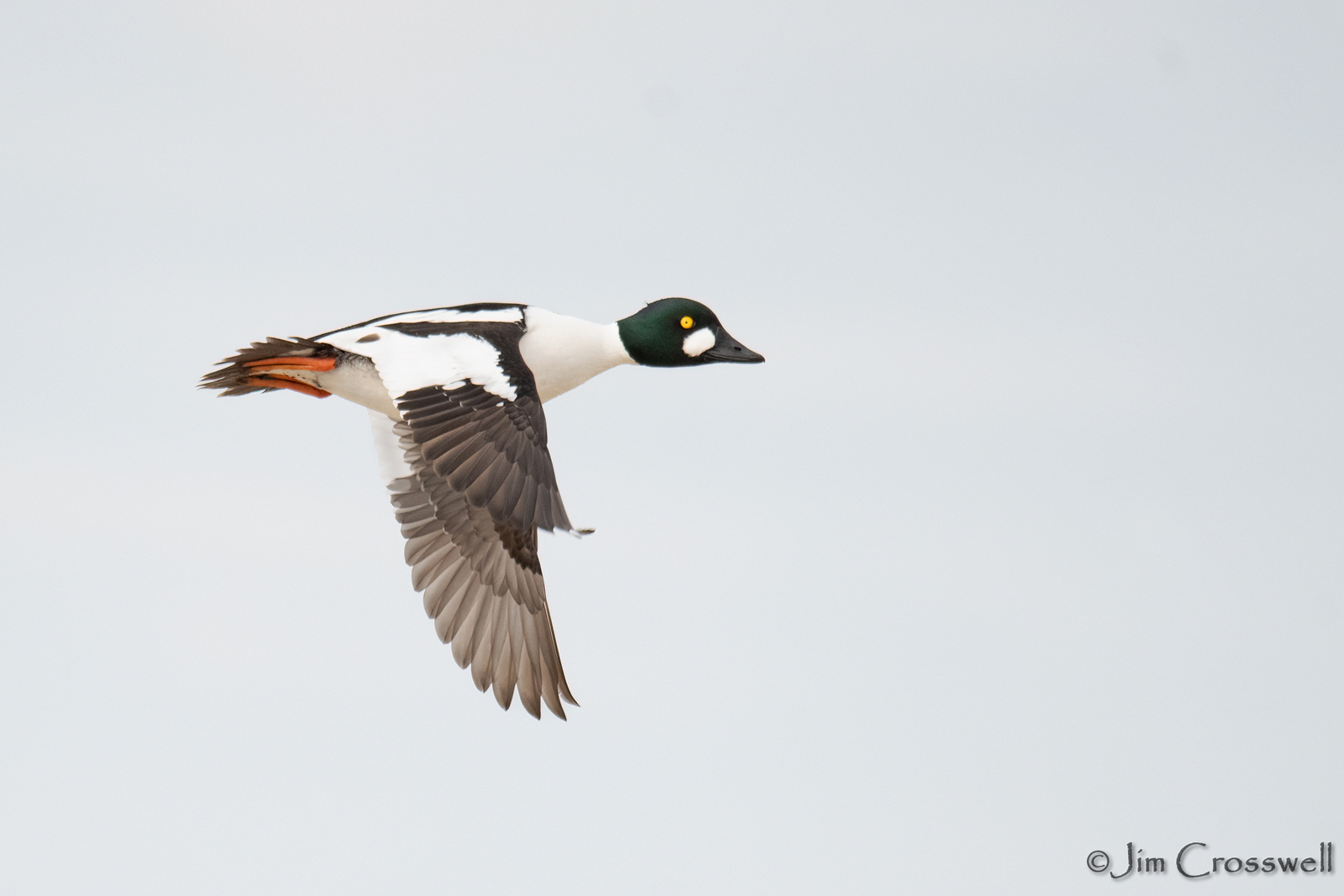 Common Goldeneye