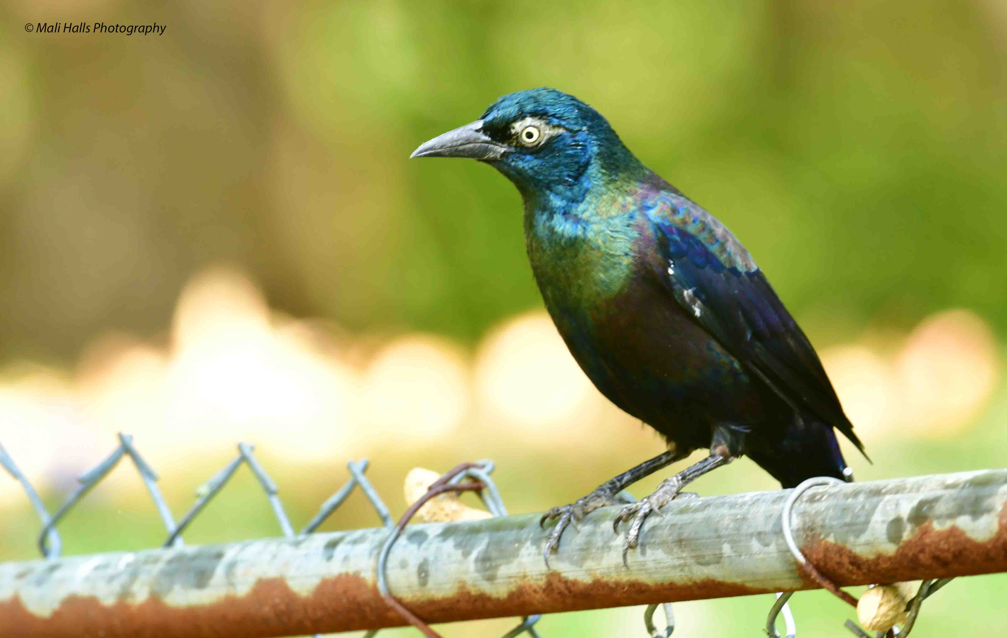 Common Grackle 9145.jpg