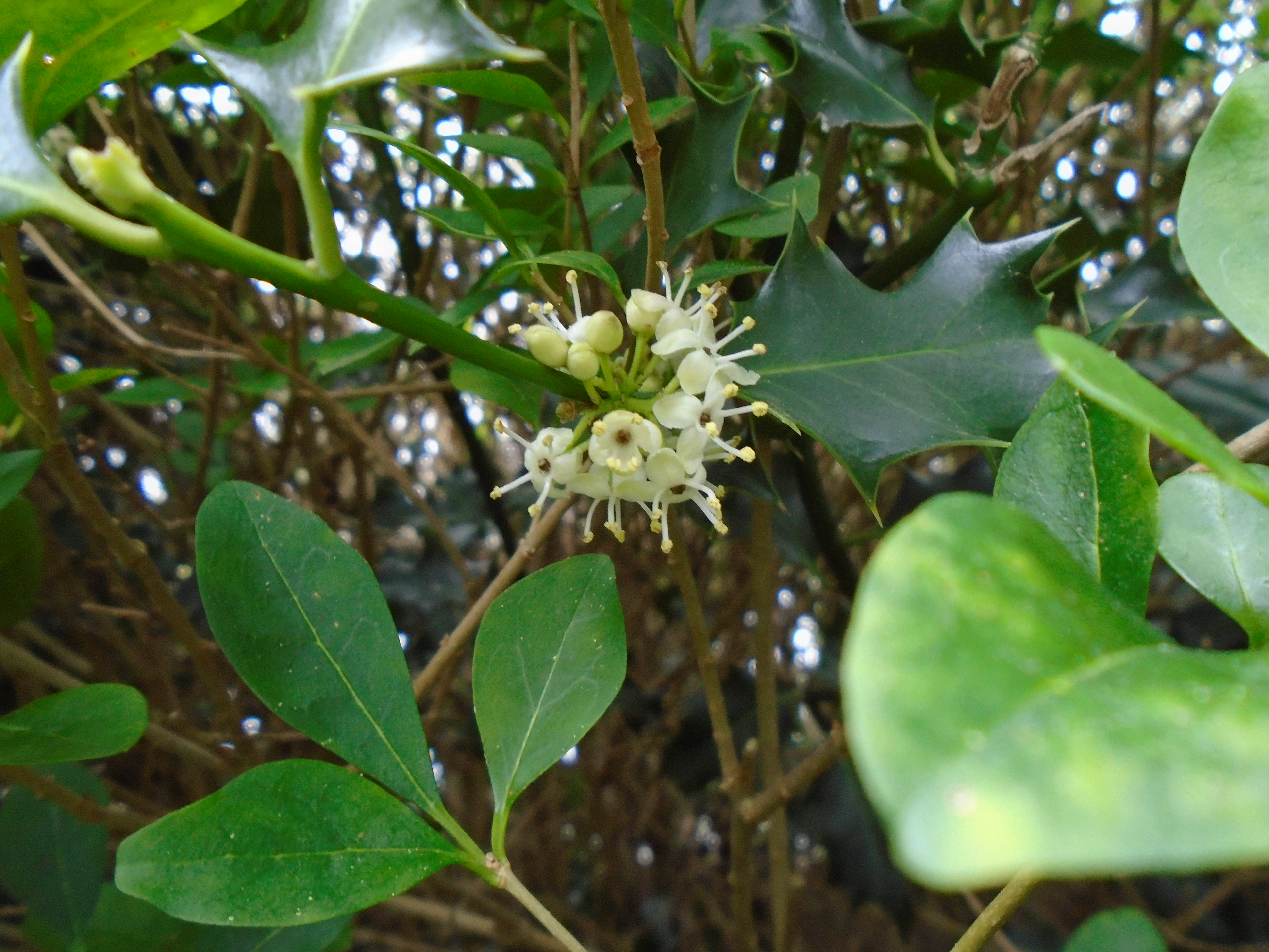 Common Holly Flower