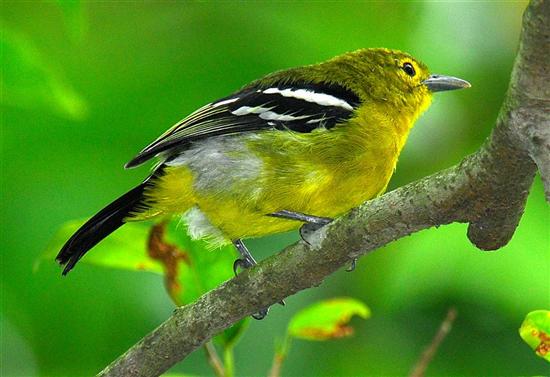 Common Iora (Juvenile)				