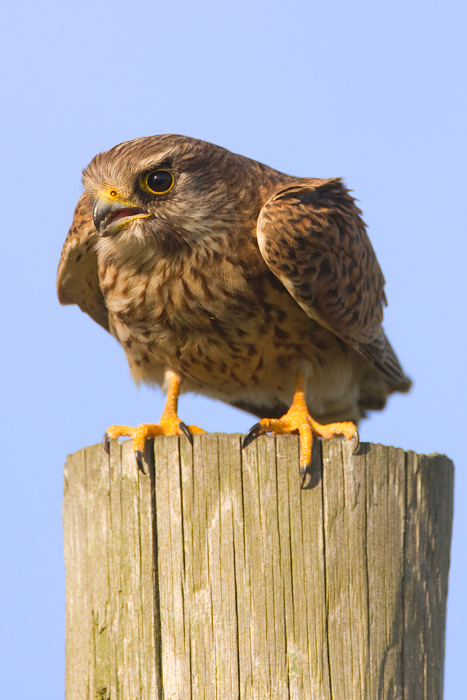 Common Kestrel | BirdForum