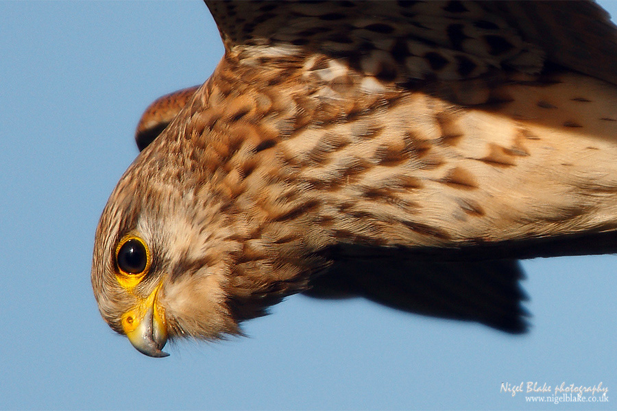 Common Kestrel