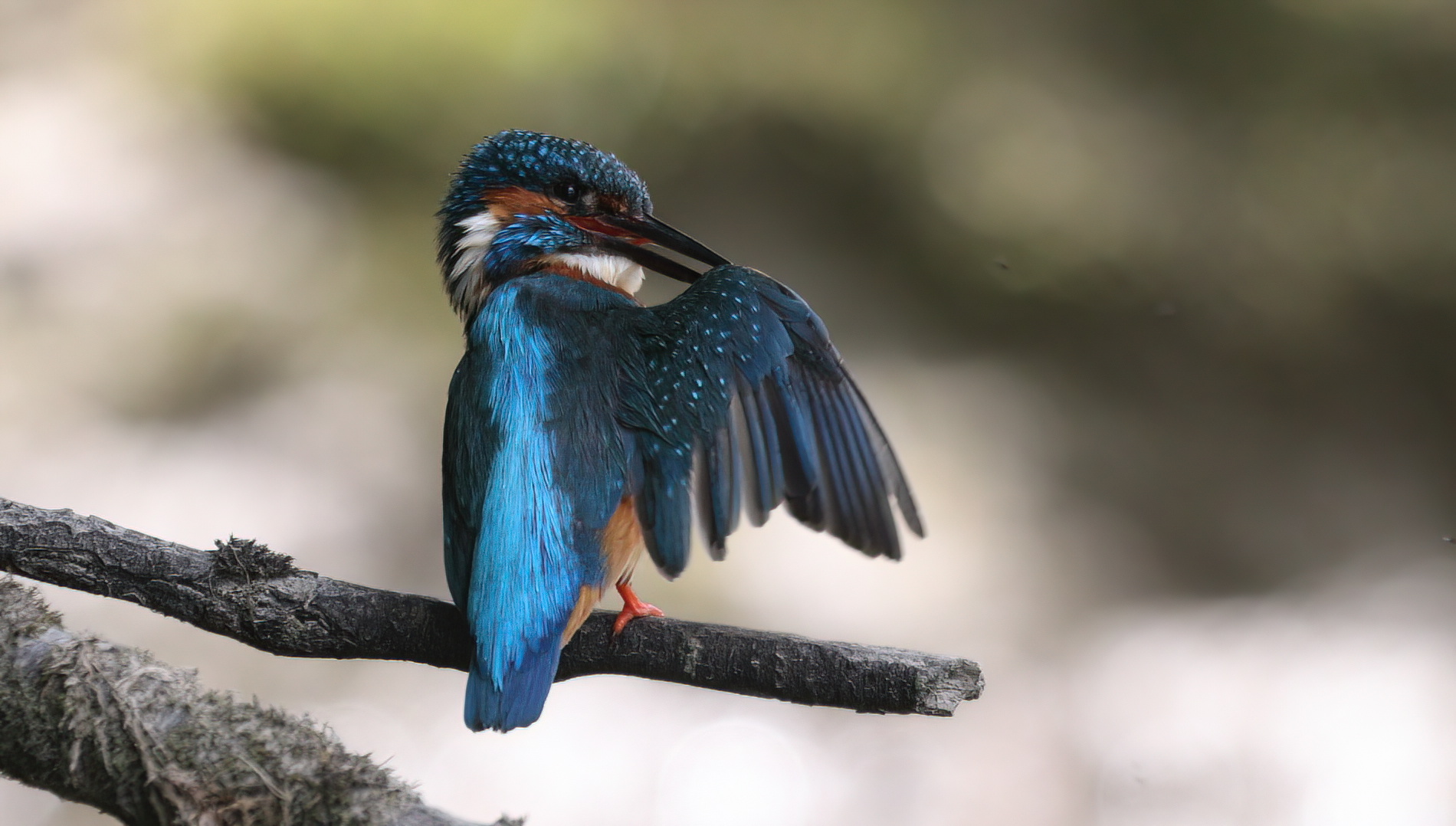 Common kingfisher