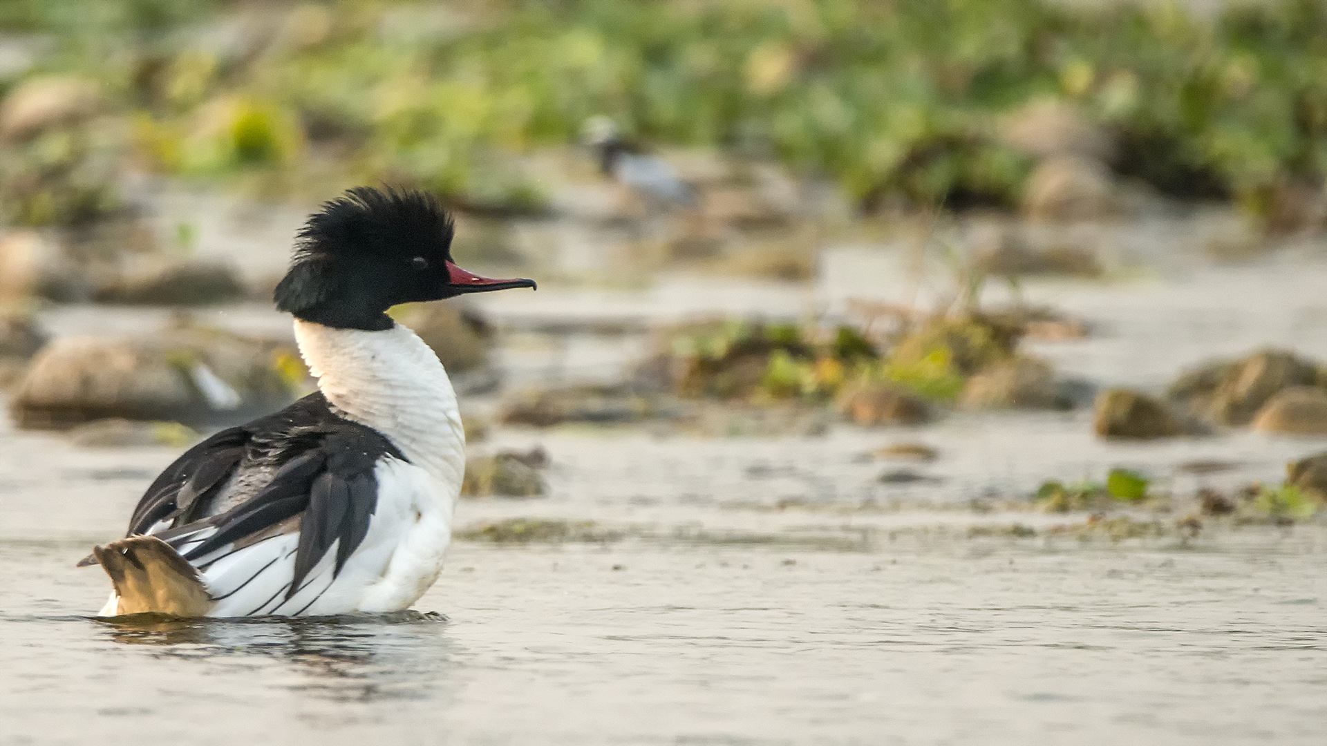 Common Merganser