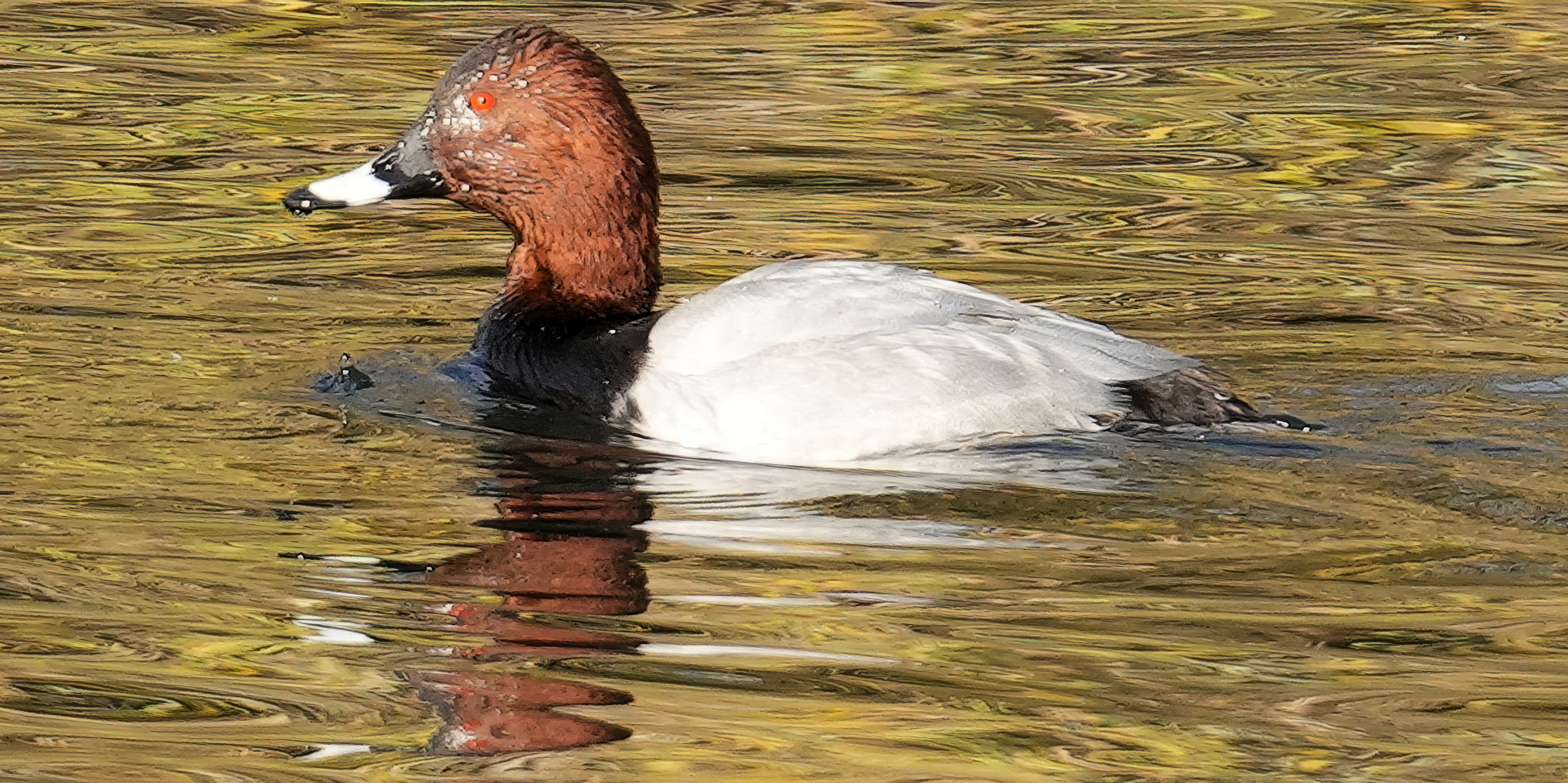 Common Pochard