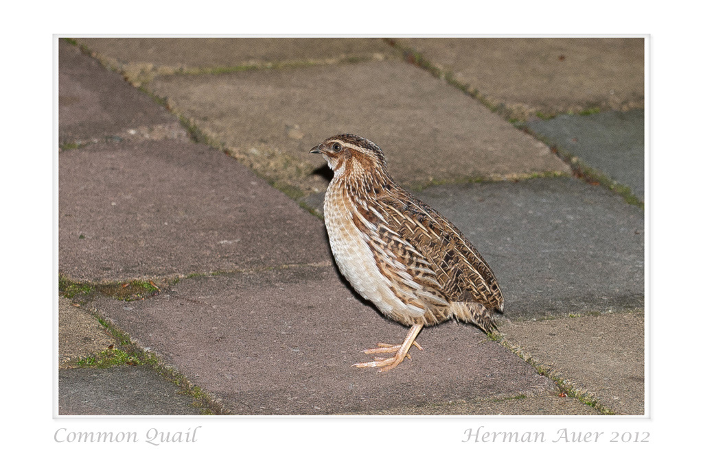 Common Quail