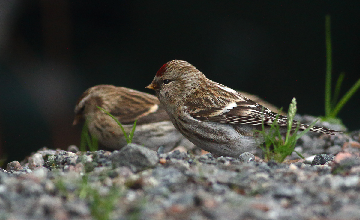 Common redpoll | BirdForum