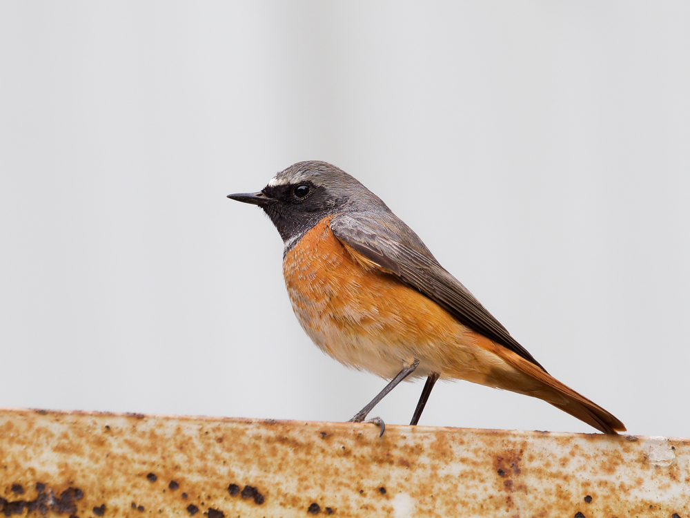 common redstart