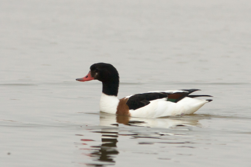 common shelduck, female