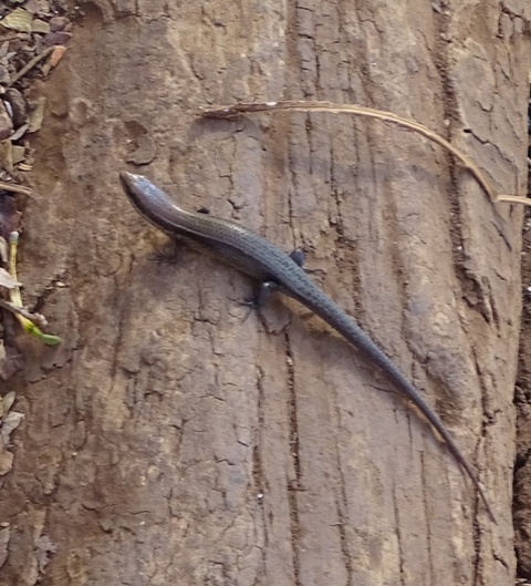 Common Skink