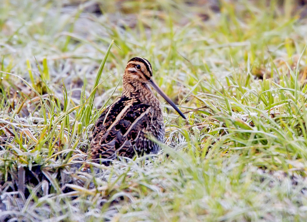 Common Snipe