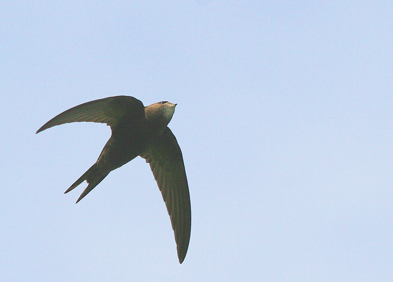 Common Swift | BirdForum