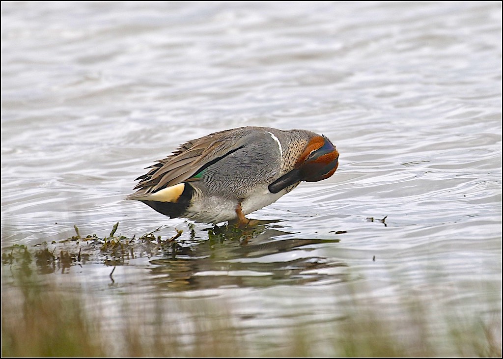 Common Teal