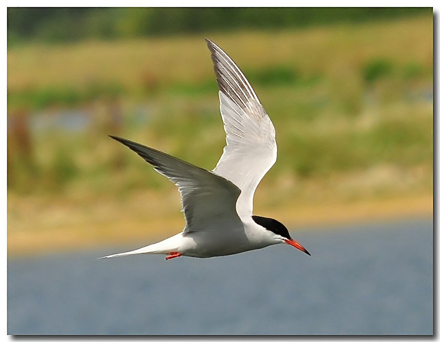 Common Tern | BirdForum