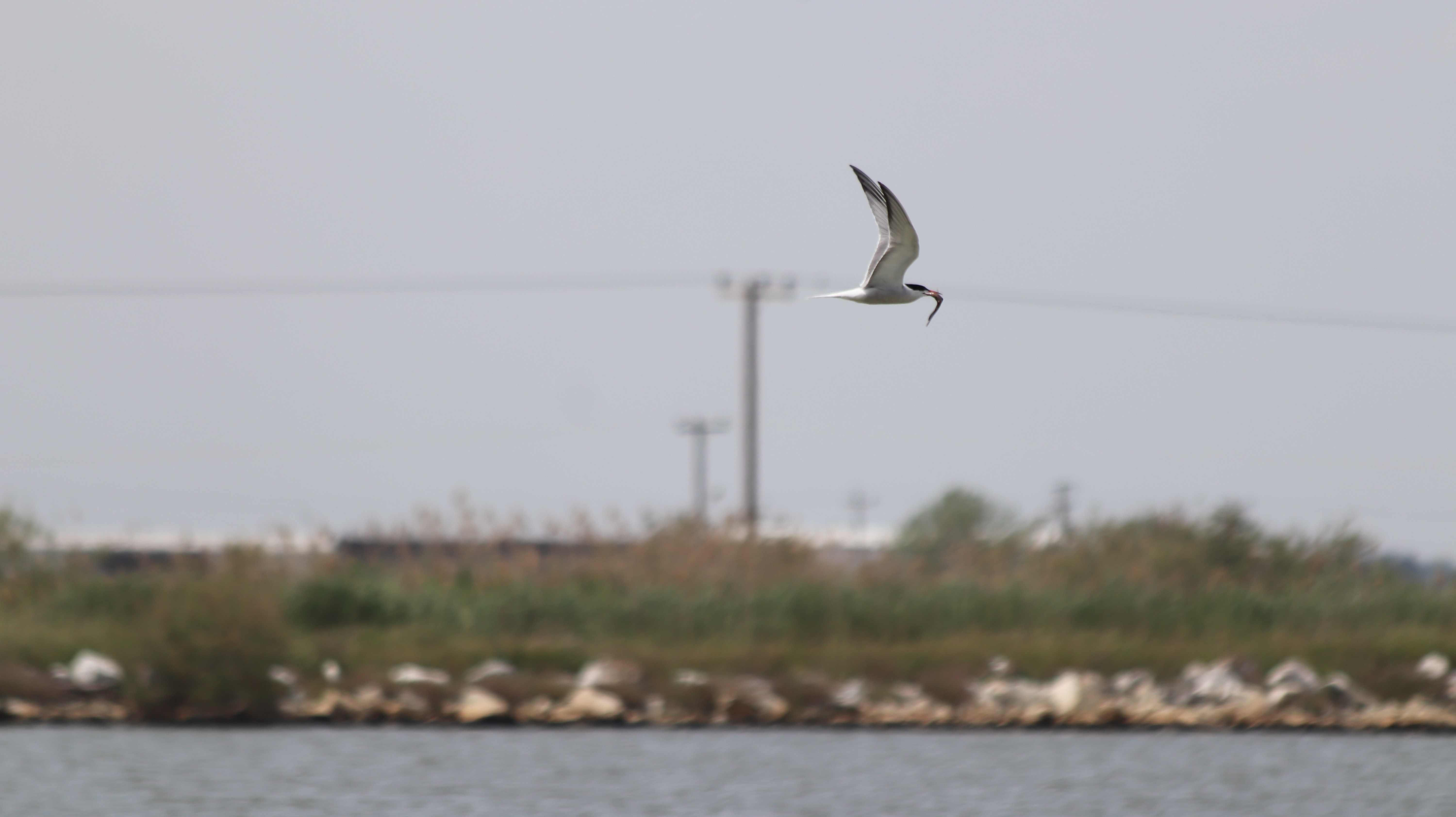 Common Tern