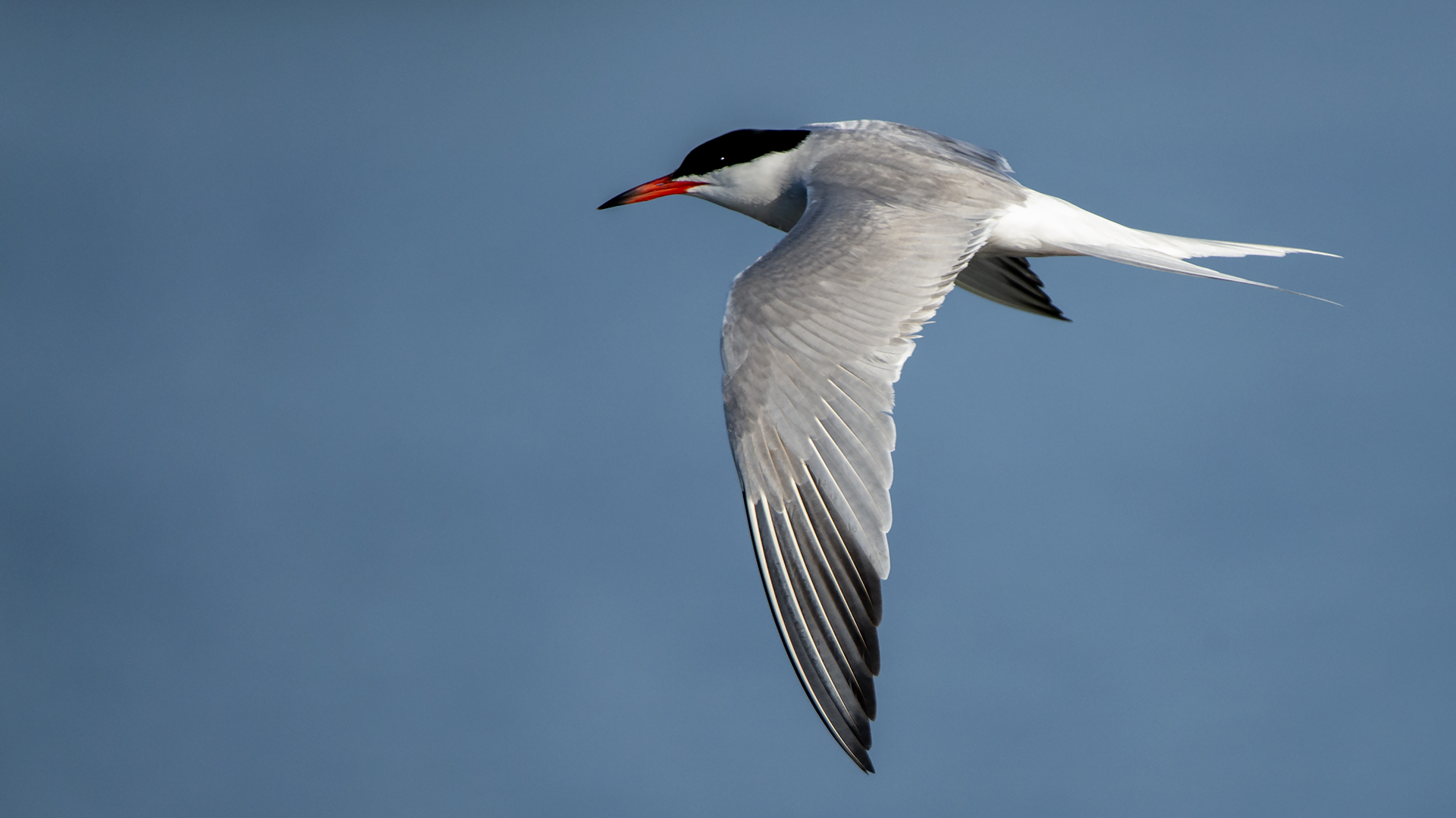 Common Tern