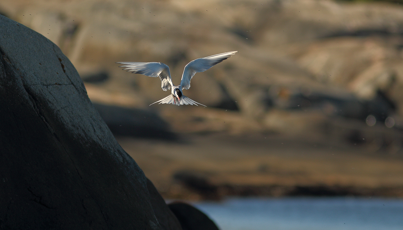 Common tern