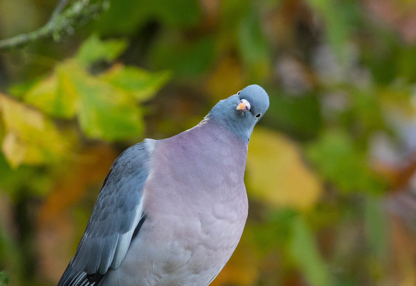 common-wood-pigeon-birdforum