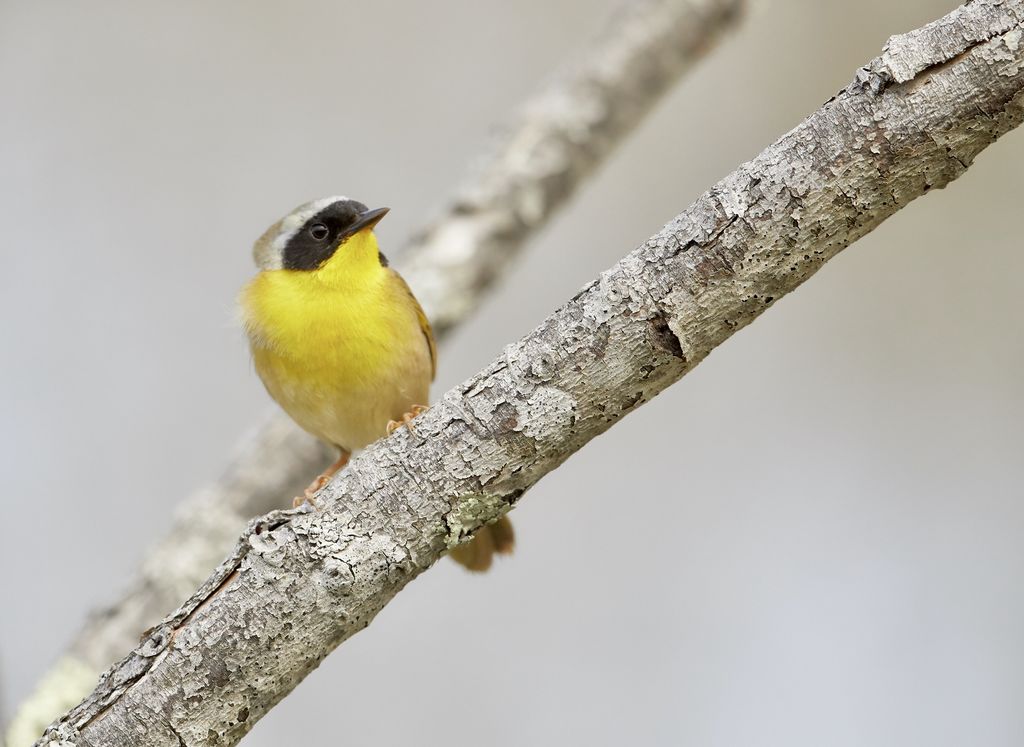 Common yellowthroat