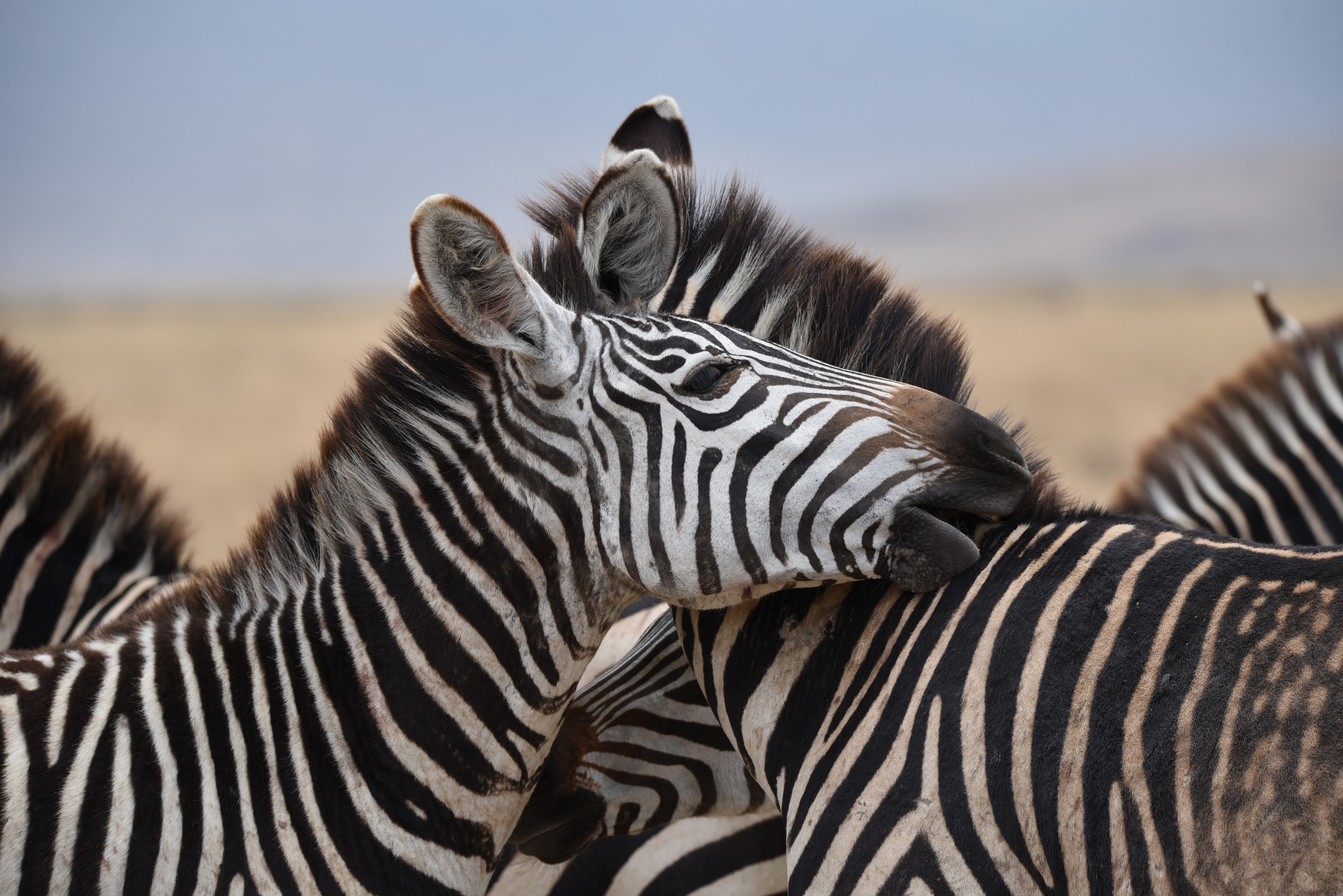 Common Zebra