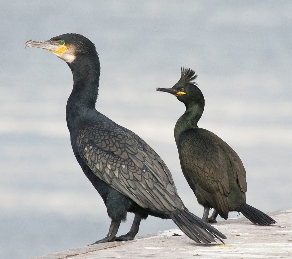 Comparative of Phalacrocorax species