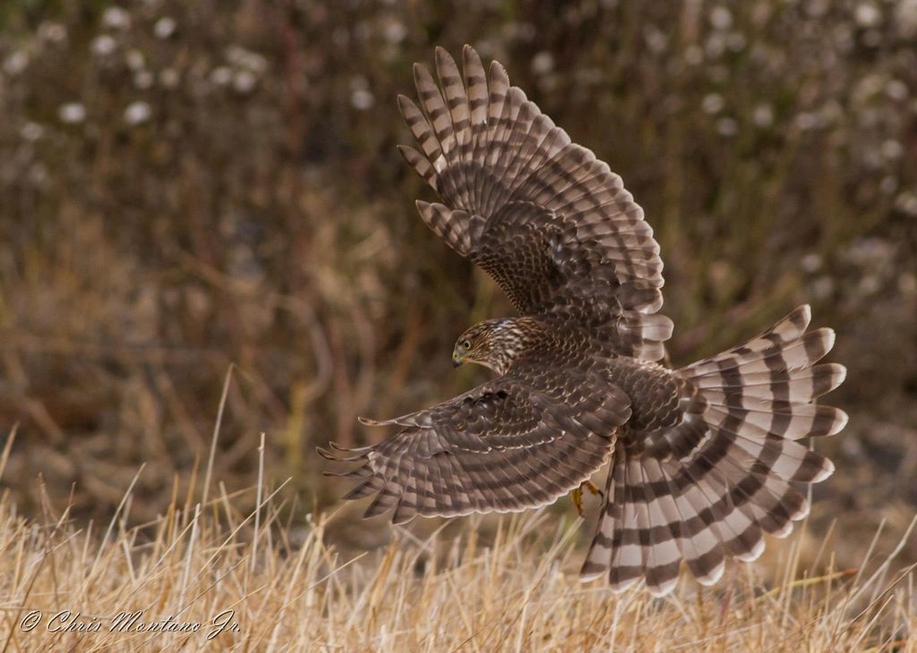 Coopers Hawk