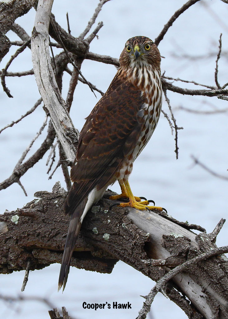 Cooper's hawk