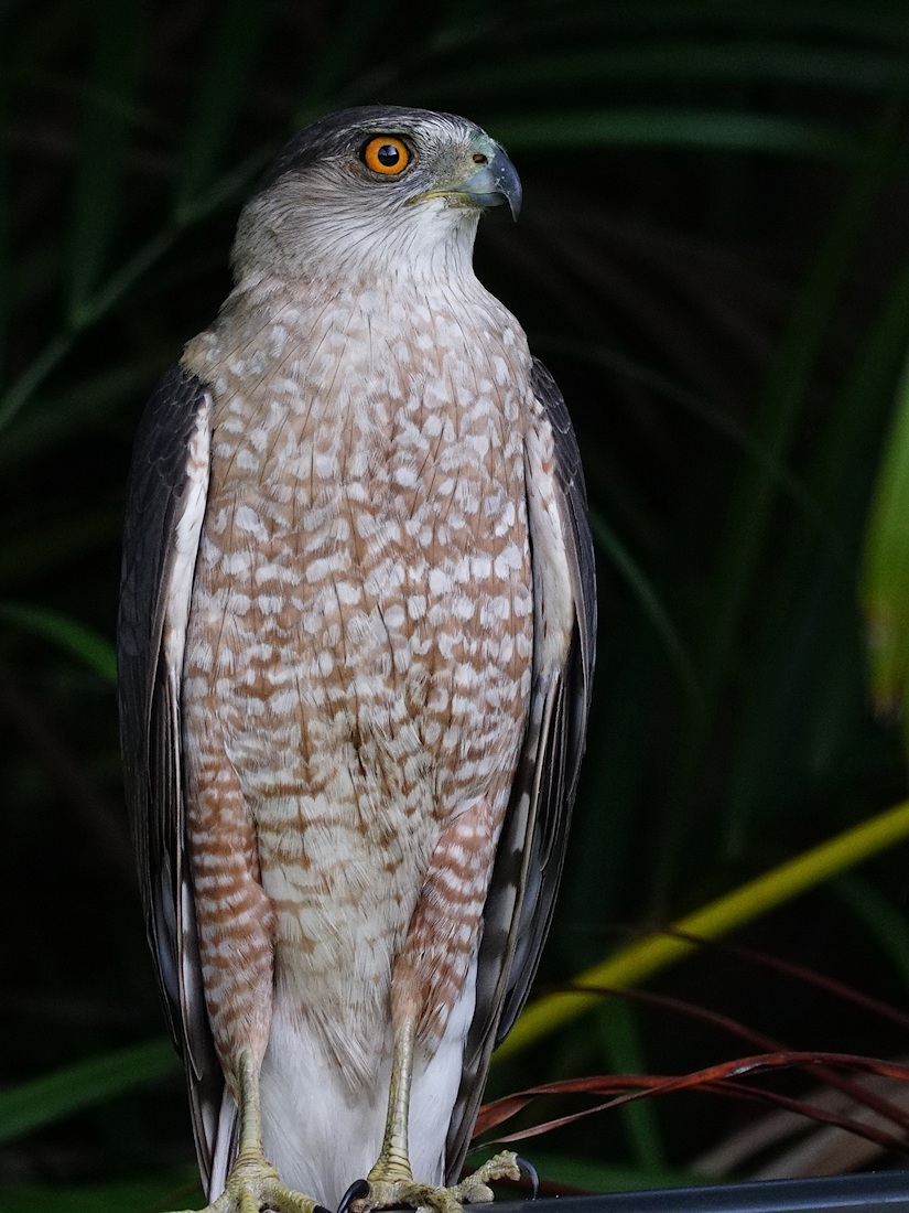 Cooper's hawk