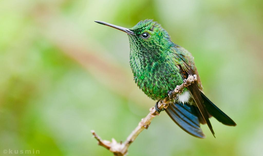 Copper-rumped Hummingbird