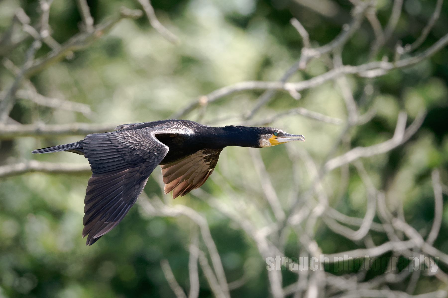 Cormorant in flight