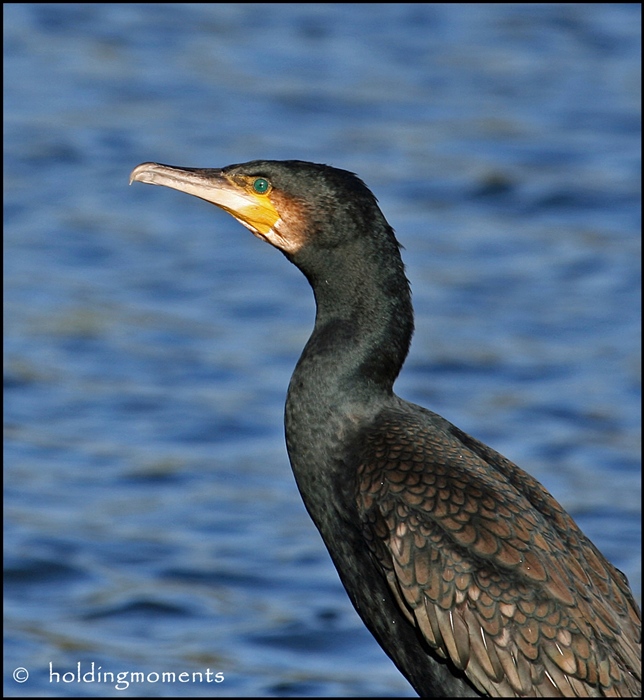 Cormorant portrait