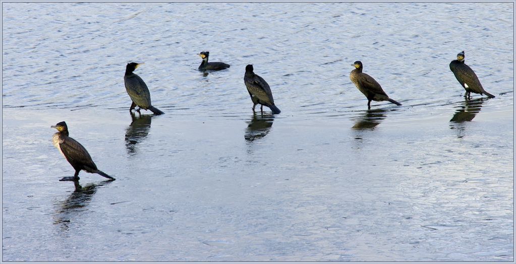 Cormorant Sextet