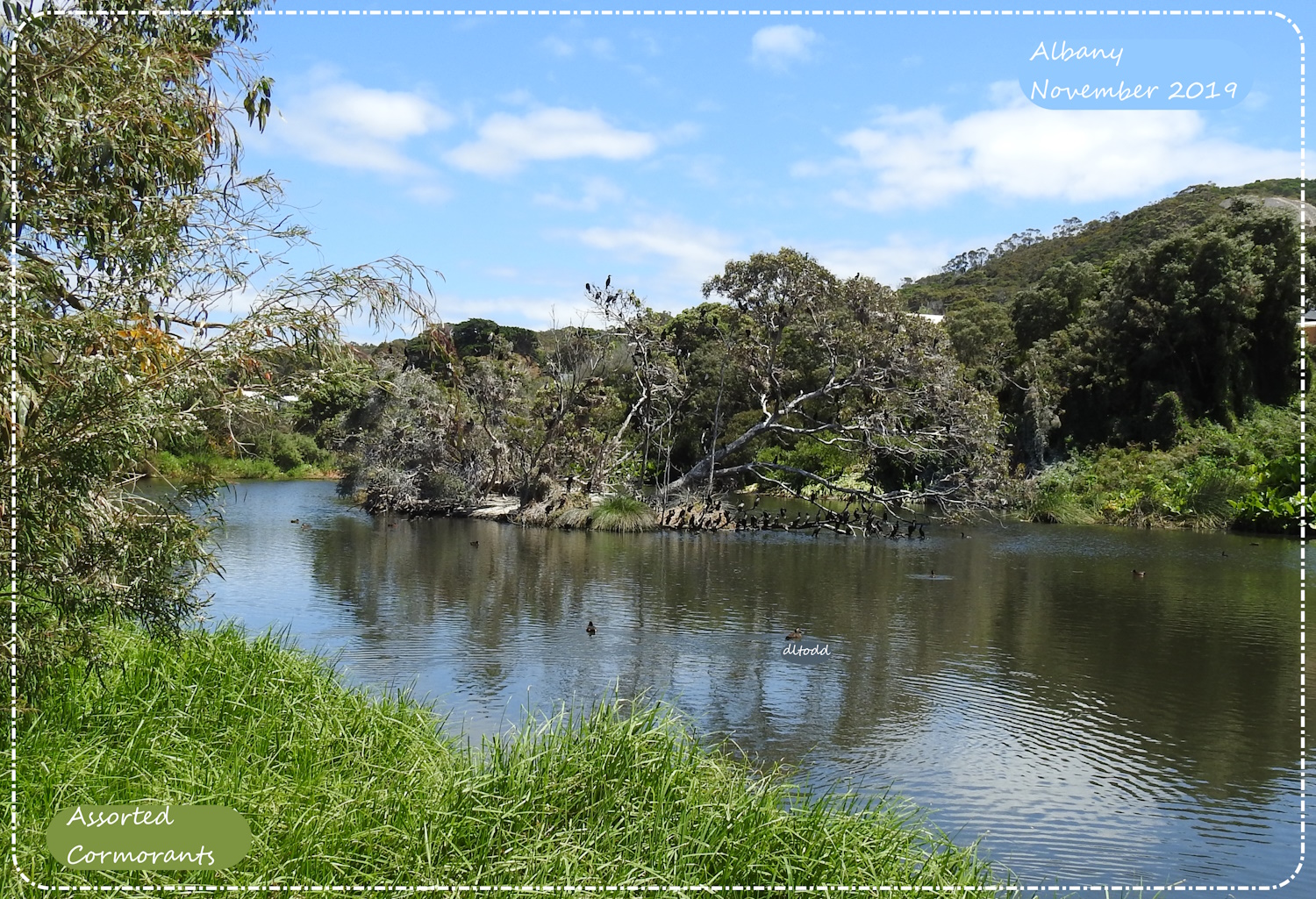 Cormorants galore