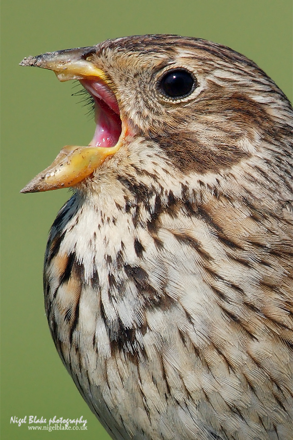 Corn Bunting