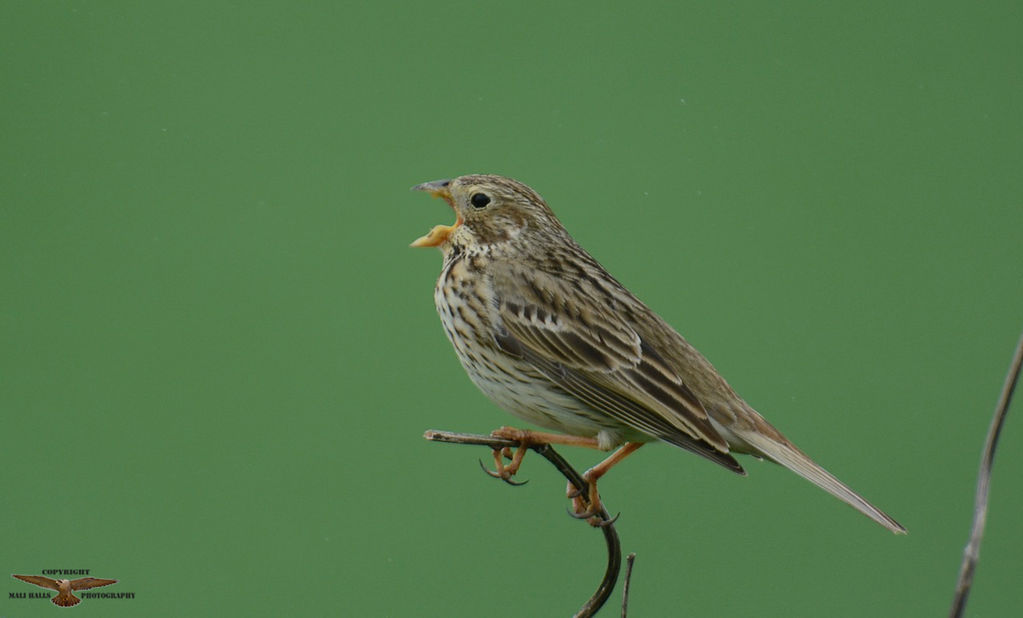 Corn Bunting