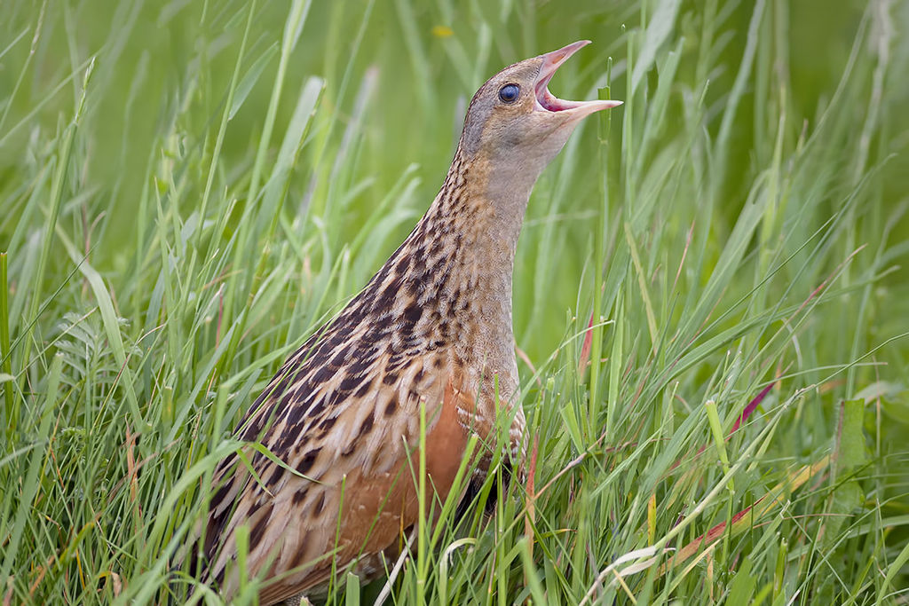 Corncrake