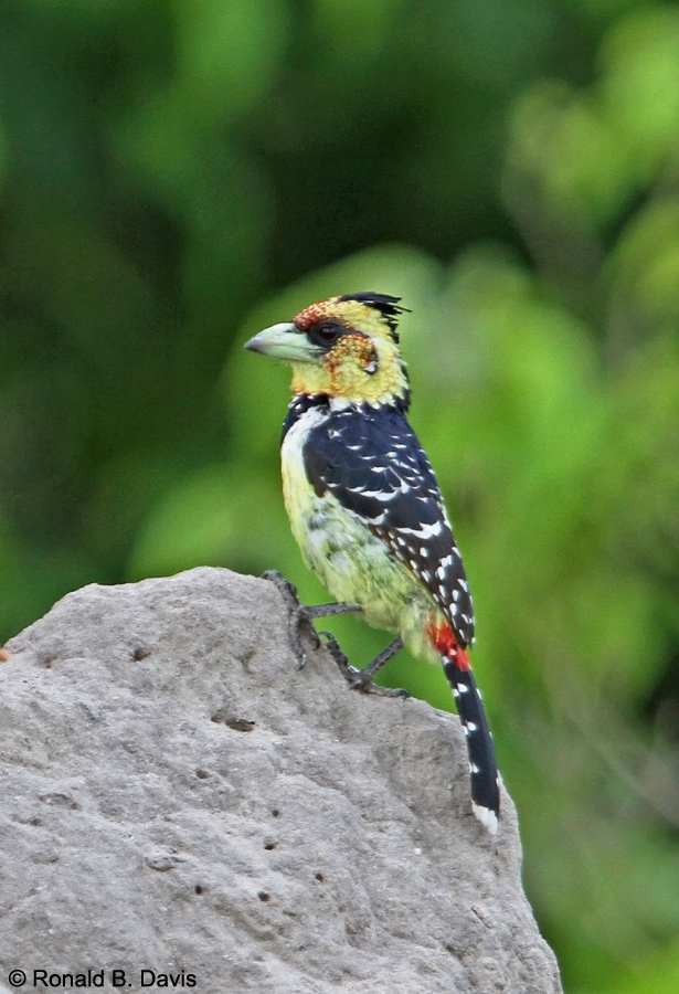 Crested Barbet BOTW-OKAV SER