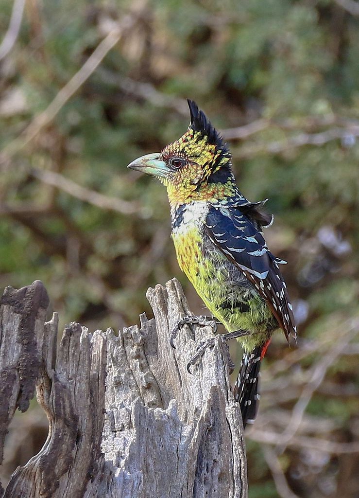 Crested Barbet